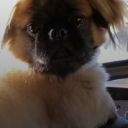 Pekingese from Miller Farm
