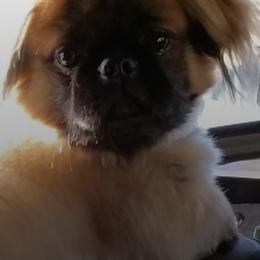 Pekingese from Miller Farm