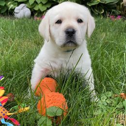 Labrador Retriever Puppies from Red Barn Farm Labradors - Made in Vermont