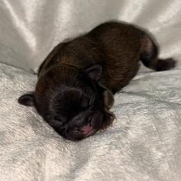 Girl 2 - Lilac female Shih Tzu puppy in Albany, New York from Precious Shihpoo’s and Luxurious Shih Tzu’s
