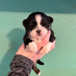 Aphrodite - Black and tan female Shih Tzu puppy in Stroud, Oklahoma from Laik’s Little Shihtz & Poms