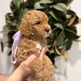 Hali - Apricot female Goldendoodle puppy in Mesa, Arizona from Twinkle MiniDoodles