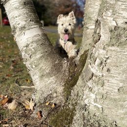 West Highland White Terrier Puppies from Bountiful Westies of West Michigan
