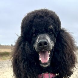 Mavis - Poodle