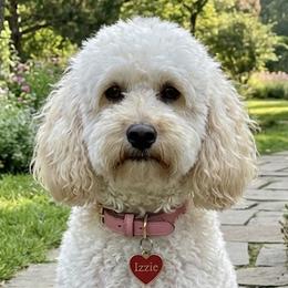 Izzie - Goldendoodle