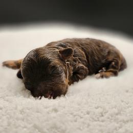 Brown Phantom Boy, Khufu - Brown male Poodle puppy in Coolidge, Arizona from Effervescent-Pooches
