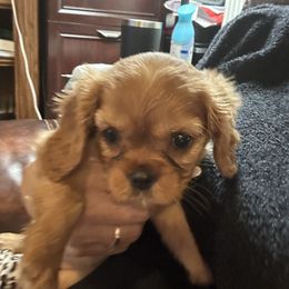 Maroon - Lady Dr Pepper - Ruby female Cavalier King Charles Spaniel puppy in Corpus Christi, Texas from Kings Cross Cavaliers