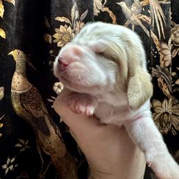Imani - Lemon and white female Basset Hound puppy in Bellaire, Ohio from Blessed Bassets