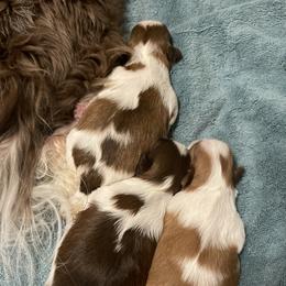 Shih Tzu Puppies from Wood Foo Breeders