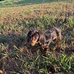 Lainey - Dachshund