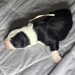 White - Black tri-color female Australian Shepherd puppy in Carson City, Nevada from Miska’s Australian Shepherds