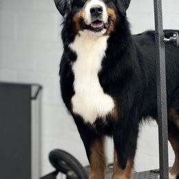 Bernese Mountain Dog and Golden Retriever All Grown Up from Gold Point Pups