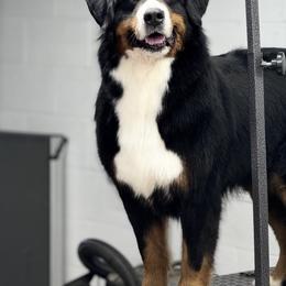 Bernese Mountain Dog and Golden Retriever All Grown Up from Gold Point Pups