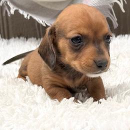 Max - Red male Dachshund puppy in Decatur, Mississippi from KP Dachshunds