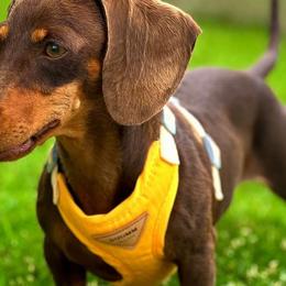 Dachshunds from Carrero’s Dachshunds