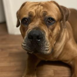 Boerboels from Uptown Kennels
