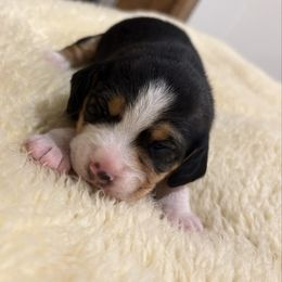 Tri Female Blaze Face - Black white and tan female Beagle puppy in Gentry, Arkansas from HC Puppy Ranch