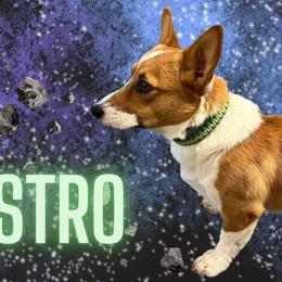 Astro - Pembroke Welsh Corgi