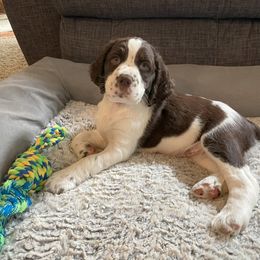 English Springer Spaniel Puppies from Timothy Naylor