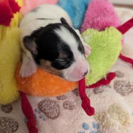Ravyn's Girl 2 - White black and tan female Papillon puppy in Joshua, Texas from Summertime Kennels