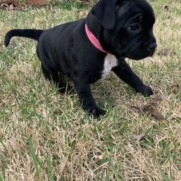 Staffordshire Bull Terrier Puppies from WEAT Pack