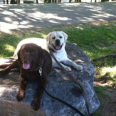 Labrador Retriever Puppies from Showtime Labradors