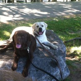 Labrador Retriever Puppies from Showtime Labradors