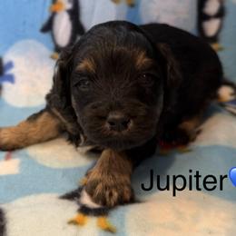 Jupiter - Black tri-color male Aussiedoodle puppy in Republic, Missouri from Holland Hilltop Farm