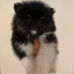 Spaz - Black male Pomeranian puppy in Texas from Tiny Tornado Poms