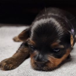 Yorkshire Terrier Puppies from Setareh Yorkies