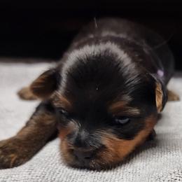 Yorkshire Terrier Puppies from Setareh Yorkies