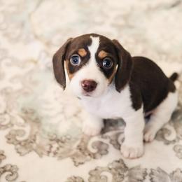 Dachshund and German Shepherd Puppies from Mountain Valley Kennel