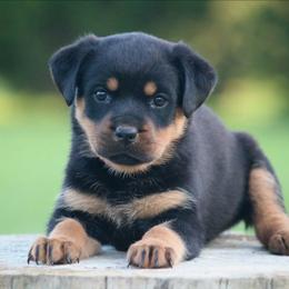 Venus - Black and mahogany female Rottweiler puppy in Uniontown, Alabama from CedarBluff Rottweilers