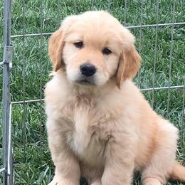 Golden Retrievers from Martha's Golden Retrievers