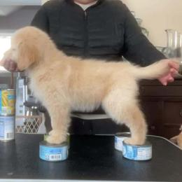 Golden Retriever puppies from Dream Dogs