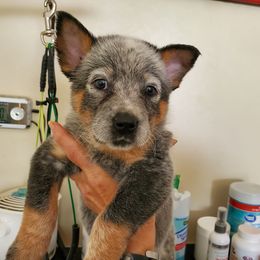 Plain faced blue - Blue speckled male Australian Cattle Dog puppy in Lenoir, North Carolina from Blue Coyote Ranch