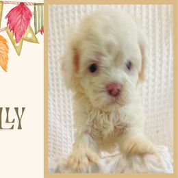 Holly - White female Cavapoo puppy in Oak Island, North Carolina from Double Doodle Cavapoos