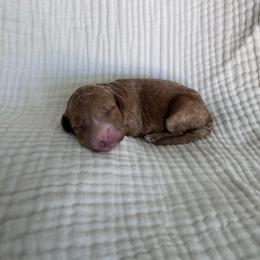 Iris - Red  female Goldendoodle puppy in Calera, Alabama from Red Mountain Minis