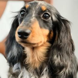 Dora - Dachshund