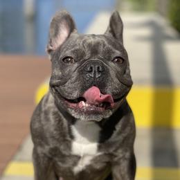 Coco - French Bulldog