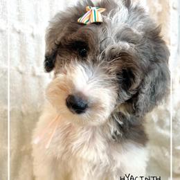 HYACINTH - Parti female Goldendoodle puppy in Houston, Texas from Pia’s Doodle Poodle Wag
