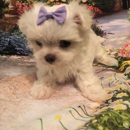 Teacup Trixie - White female Maltese puppy in North Myrtle Beach, South Carolina from Perfect Puppies
