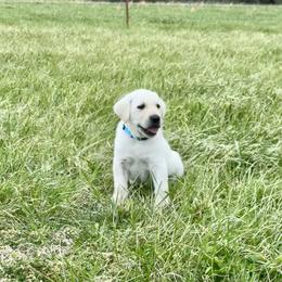Blue Collar - Yellow male Labrador Retriever puppy in Nevada, Missouri from CKB Labradors