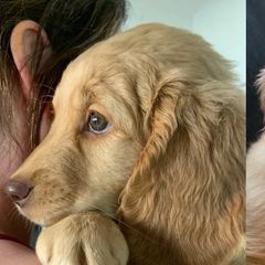 Double Doodle All Grown Up from COCKADOODLEPOO