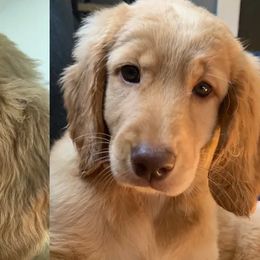 Double Doodle All Grown Up from COCKADOODLEPOO