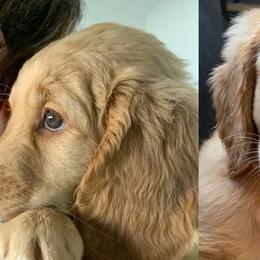 Double Doodle All Grown Up from COCKADOODLEPOO