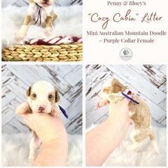 Maple - female Australian Mountain Doodle puppy in Grand Rapids, Michigan from The Kindred K9