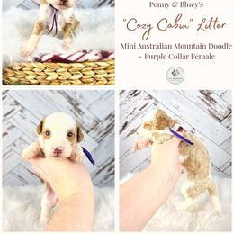 Maple - female Australian Mountain Doodle puppy in Grand Rapids, Michigan from The Kindred K9