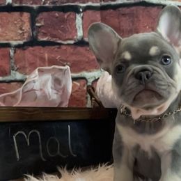 French Bulldogs from Amanda Castillo's Frenchies