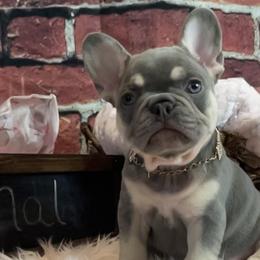 French Bulldogs from Amanda Castillo's Frenchies